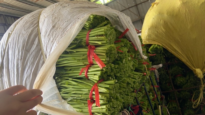 新鲜空心菜，漳州当地产，品质保证，快来选购！