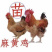 半斤一斤九斤红九斤黄K9麻黄鸡鸡肉鸡脱温苗