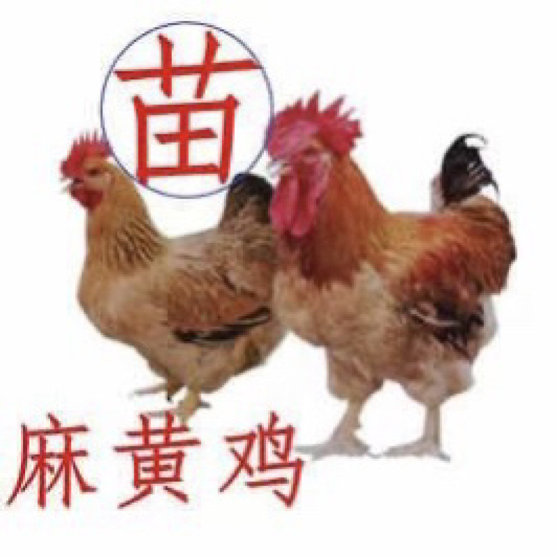 半斤一斤九斤红九斤黄K9麻黄鸡鸡肉鸡脱温苗