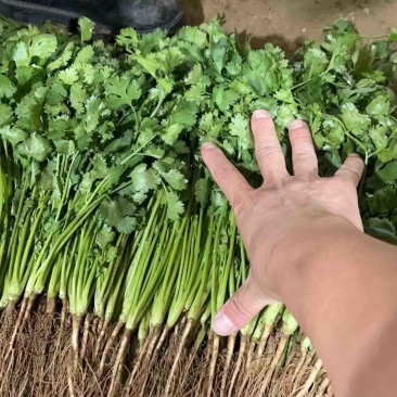 【支持预定】精品香菜出货量大价格电议有需要联系