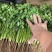【支持预定】精品香菜出货量大价格电议有需要联系