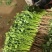 【支持预定】精品香菜出货量大价格电议有需要联系