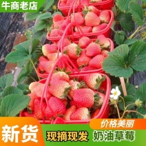 【天仙醉草莓】河南精品草莓，贵妃草莓，品种齐全，量大从优