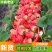 【天仙醉草莓】河南精品草莓，贵妃草莓，品种齐全，量大从优