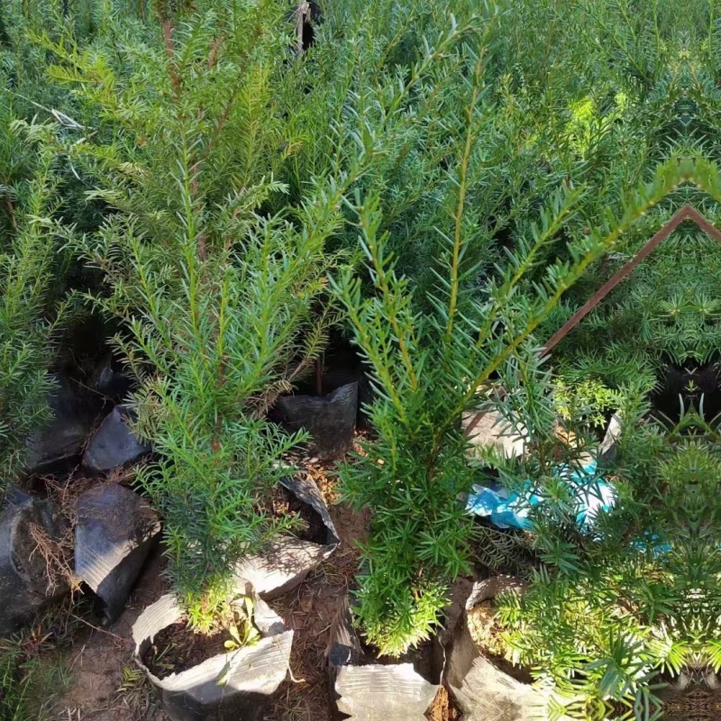 红豆杉杯苗定植苖小苗，东北货源充足耐寒
