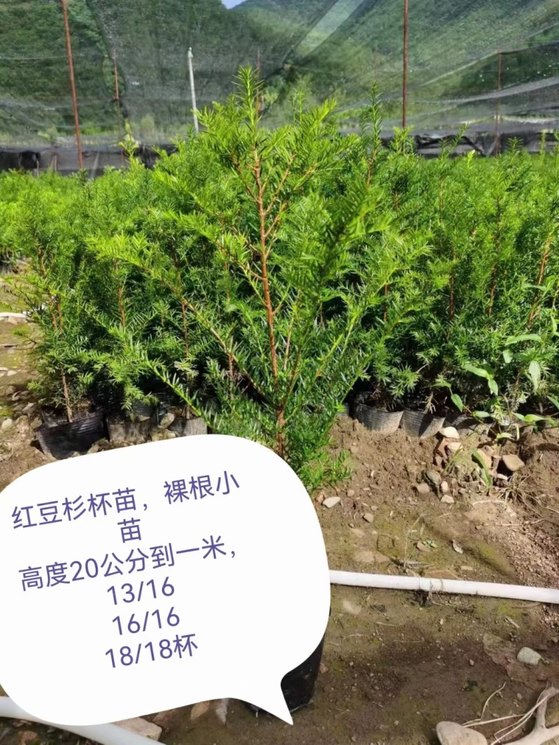 红豆杉杯苗定植苖小苗，东北货源充足耐寒