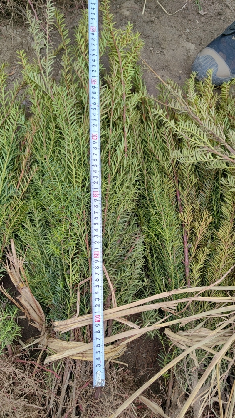 红豆杉杯苗定植苖小苗，东北货源充足耐寒