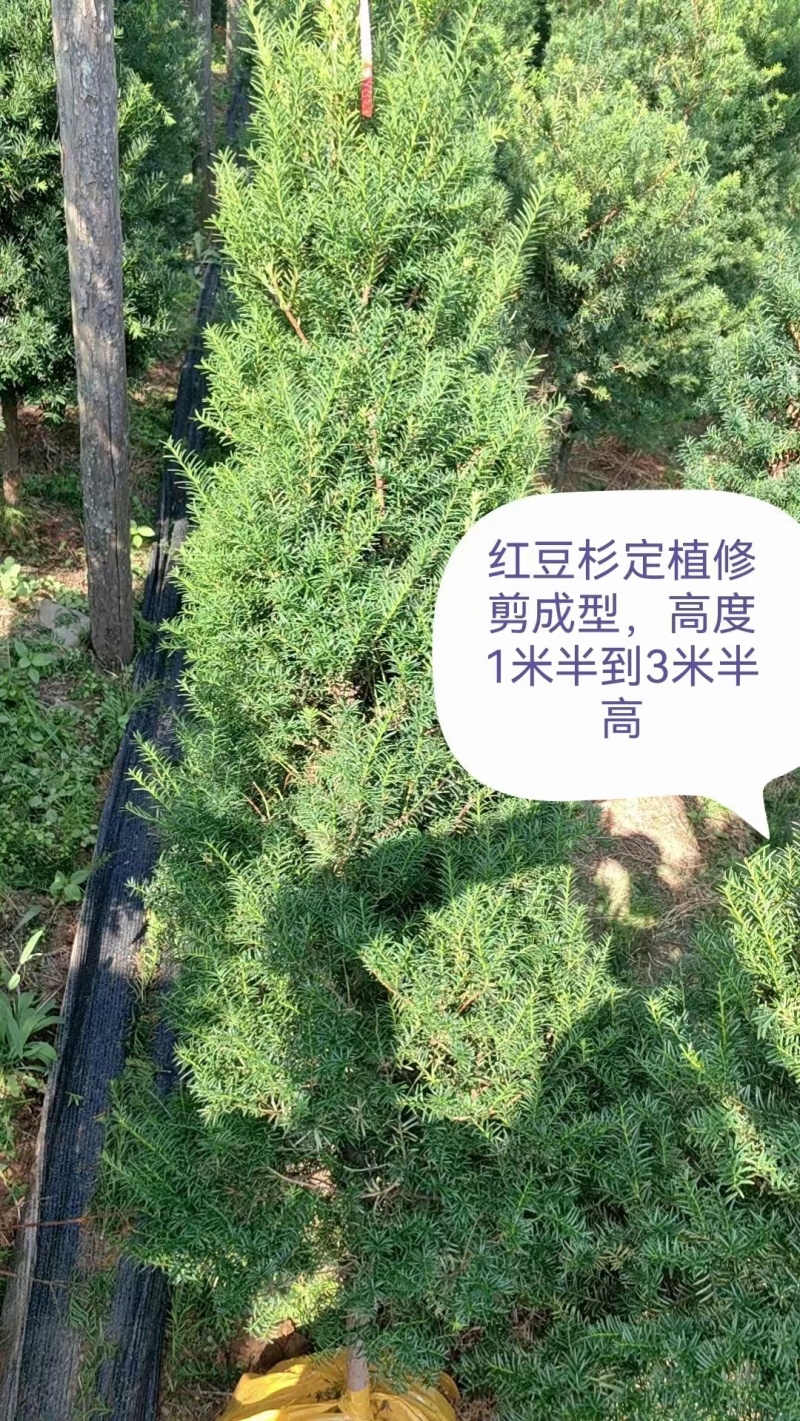 红豆杉杯苗定植苖小苗，东北货源充足耐寒