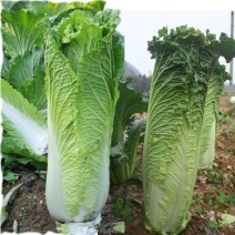 毛白菜麻叶青麻叶产地支持视频看货质量好货源充足欢迎订购