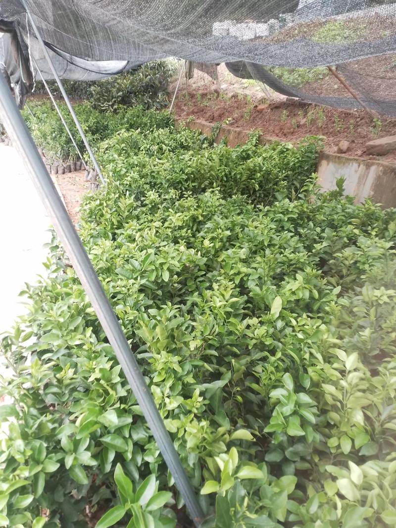 蜂糖李苗【李子苗】假一赔十，基地直发，保湿发货