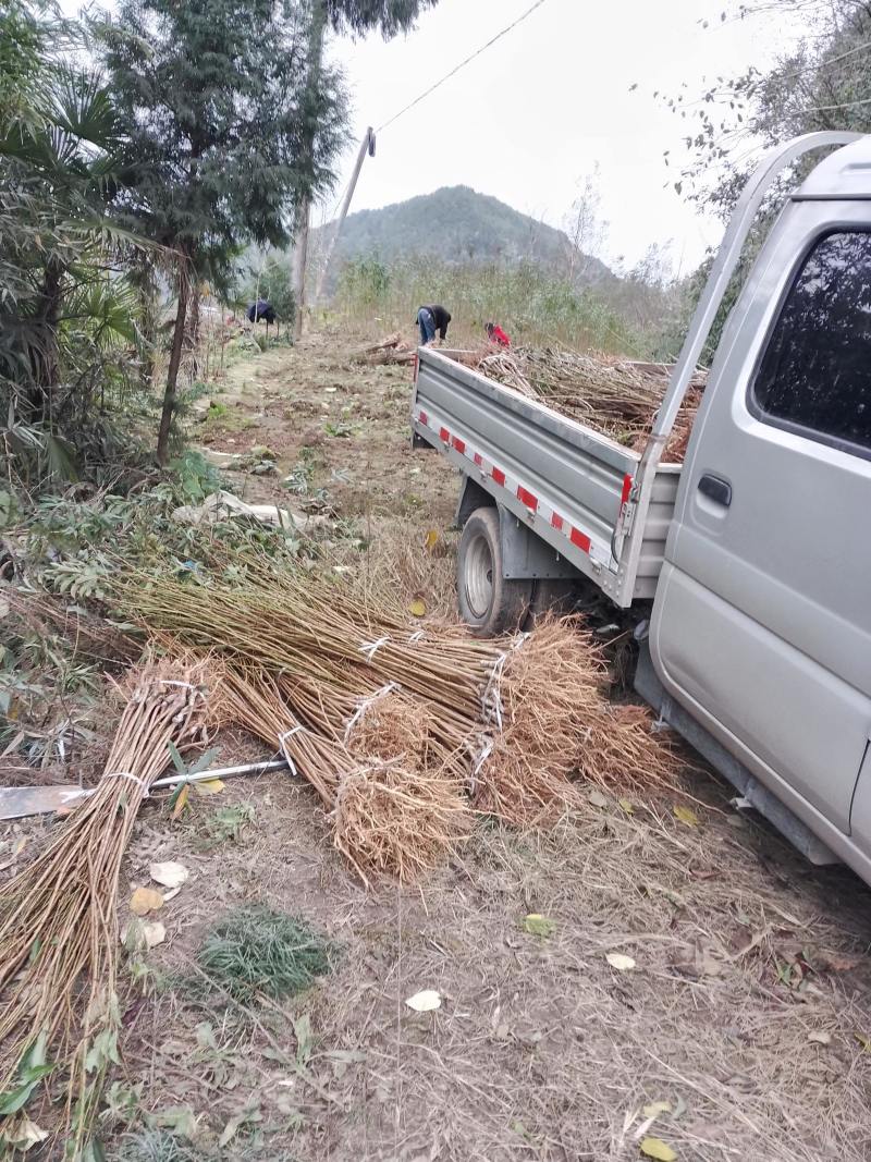 蜂糖李苗【李子苗】假一赔十，基地直发，保湿发货