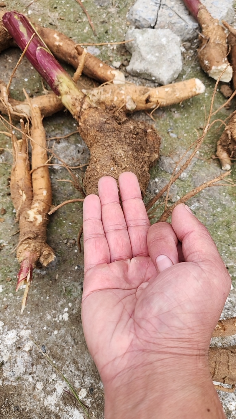 野生商陆根