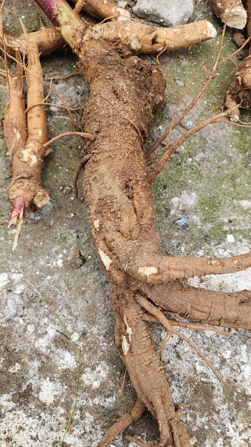 野生商陆根
