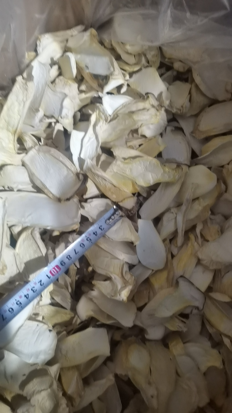 23年新货杏鲍菇嫩仔一手货源大量供应价格美丽