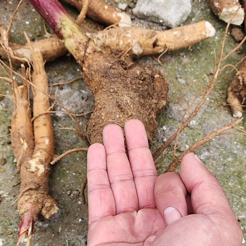 野生商陆根