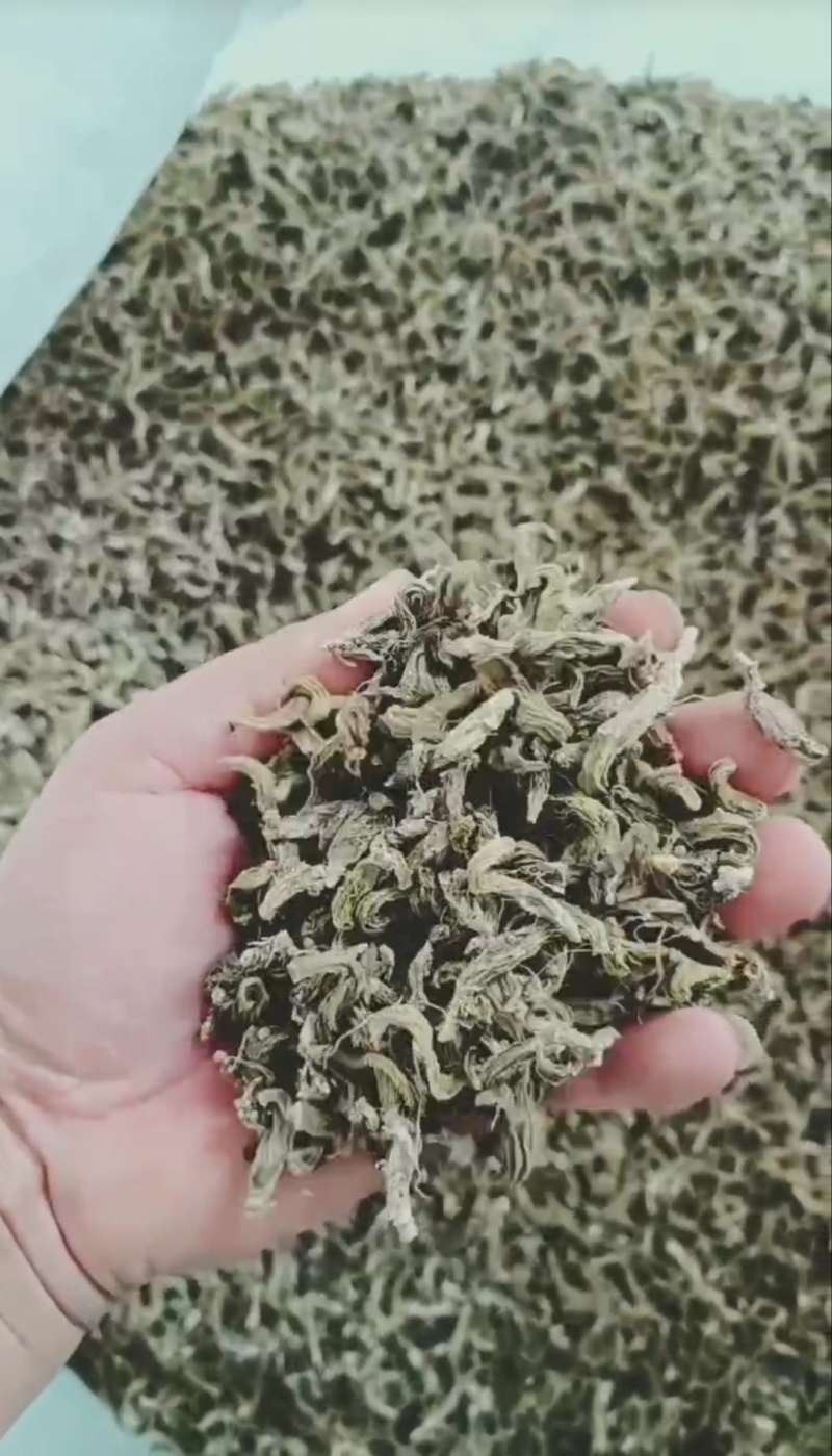 绿珠石斛，红珠石斛