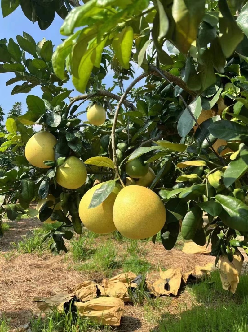 红心蜜柚，新鲜现货产地直发大量供应电商市，规格多