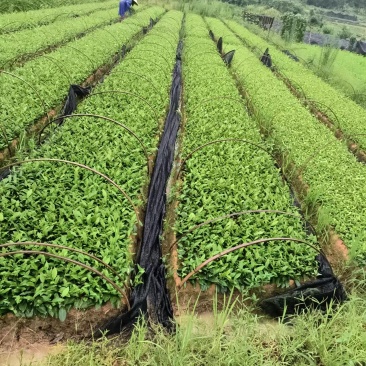 南平茶树苗，优质茶树苗，现货供应，欢迎选购