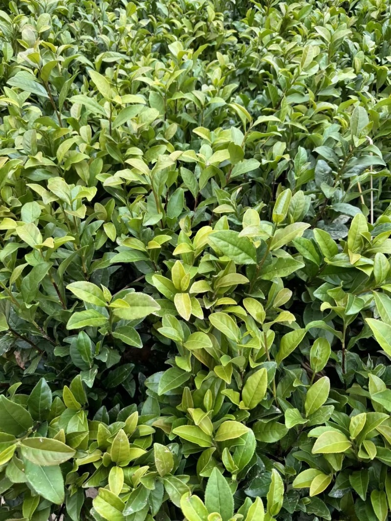南平茶树苗，优质茶树苗，现货供应，欢迎选购