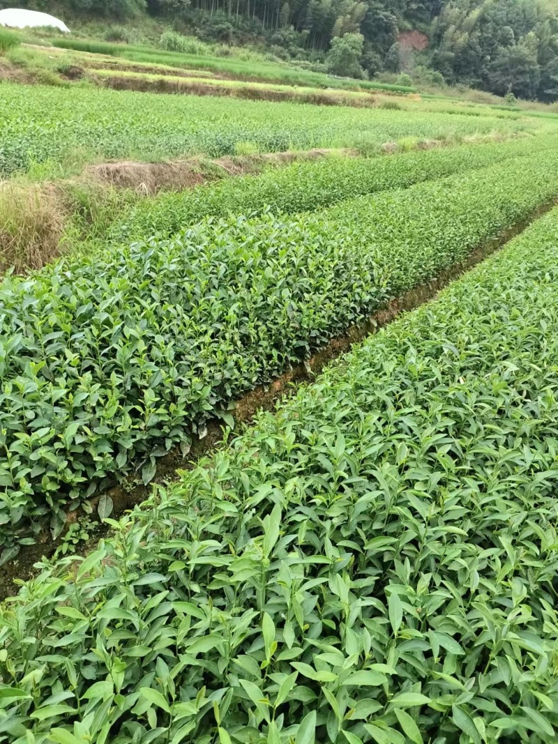 南平茶树苗，优质茶树苗，现货供应，欢迎选购