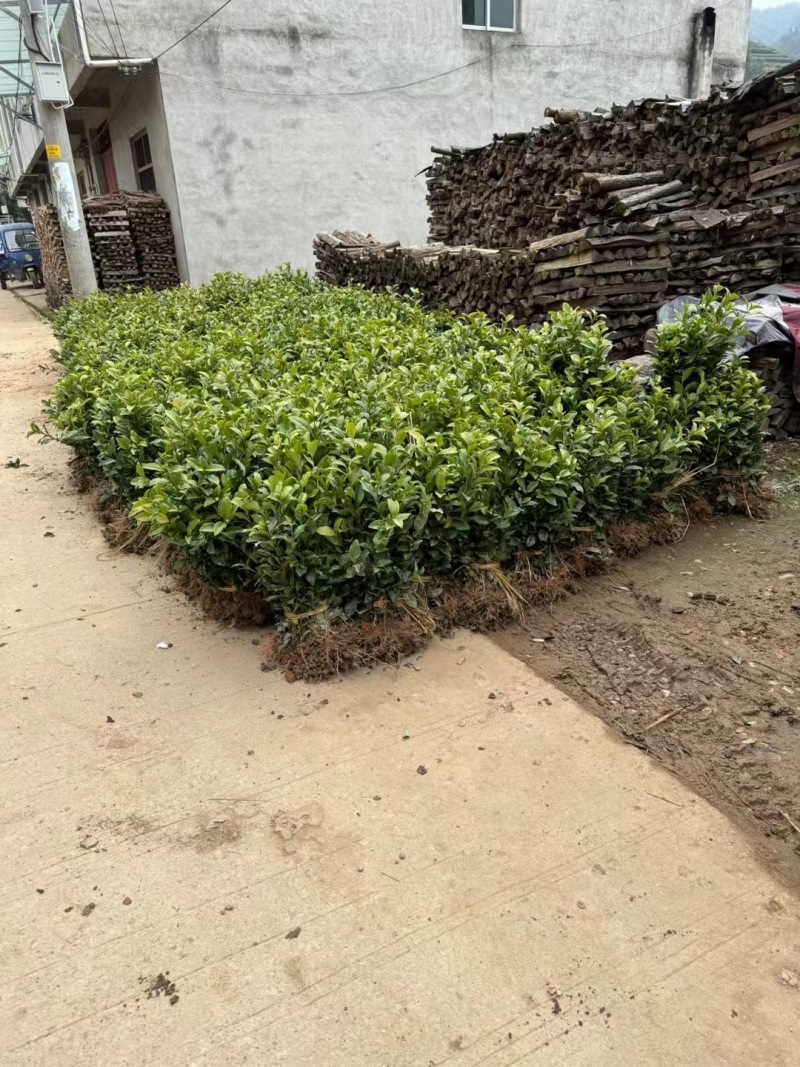 南平茶树苗，优质茶树苗，现货供应，欢迎选购