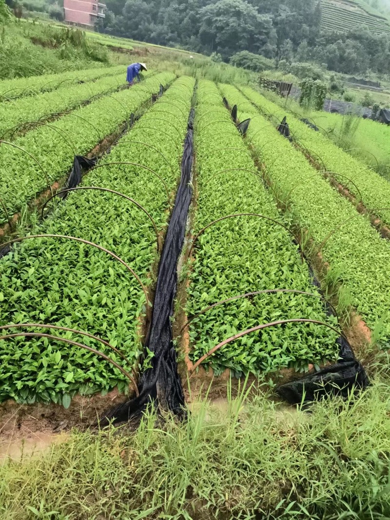 南平茶树苗，优质茶树苗，现货供应，欢迎选购