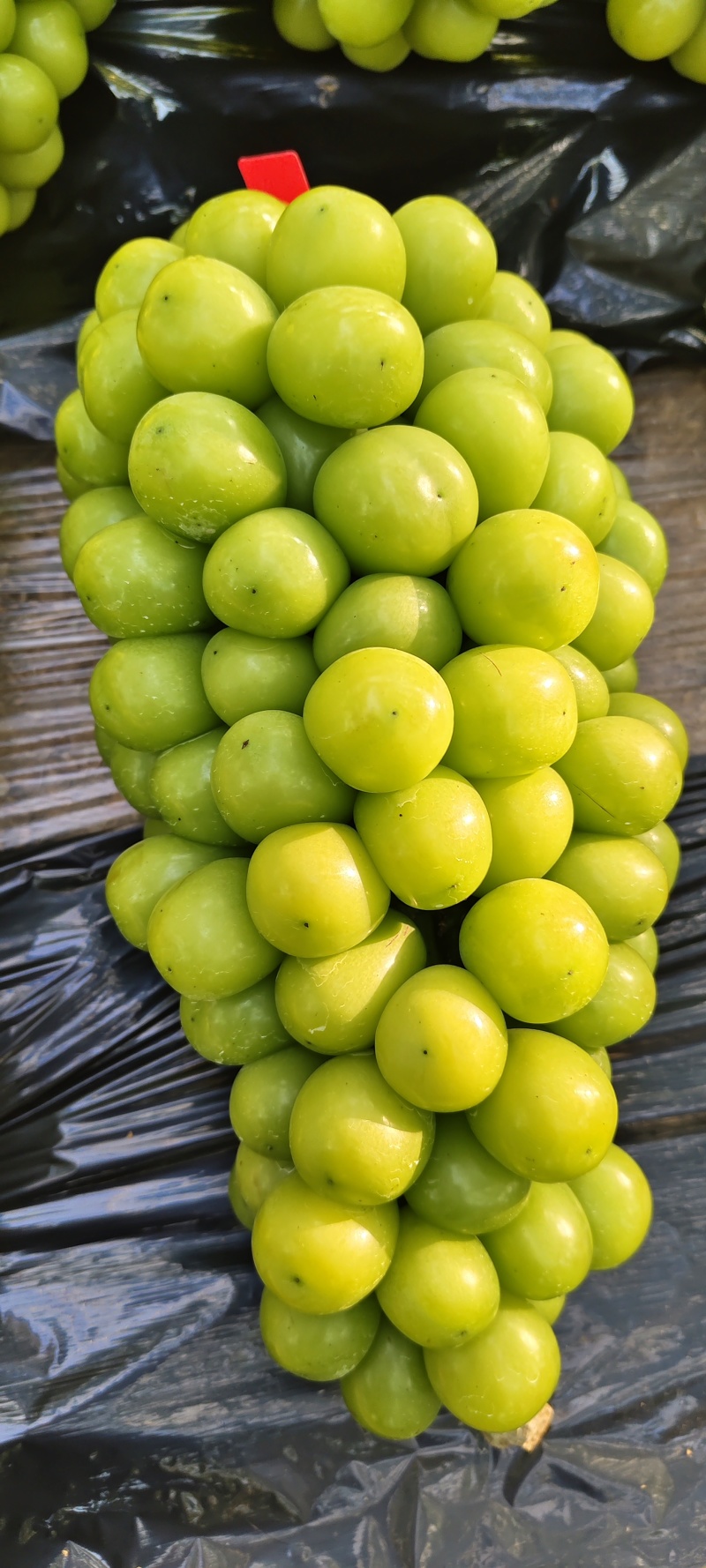 阳光玫瑰