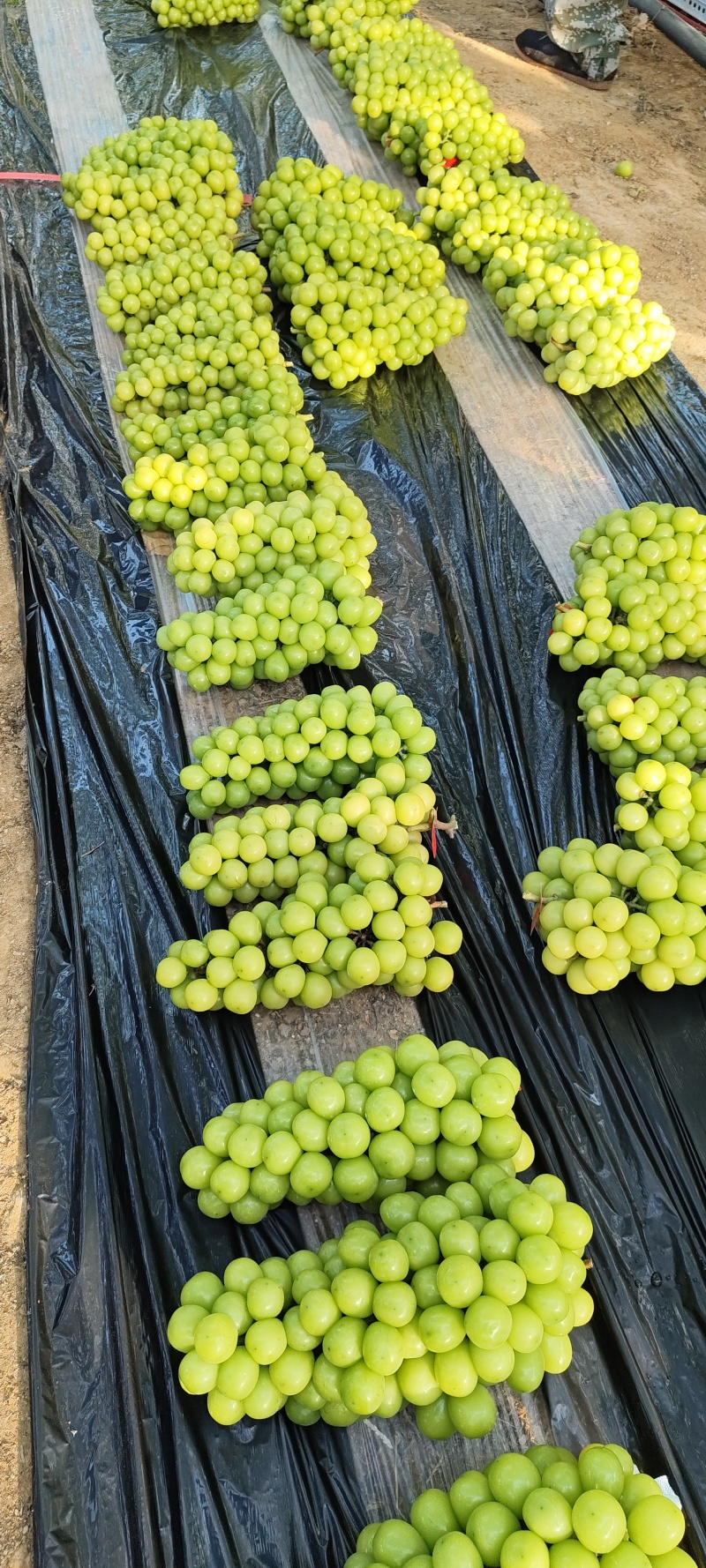 阳光玫瑰