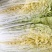 大白菜大量上市价格便宜