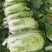 大白菜大量上市价格便宜