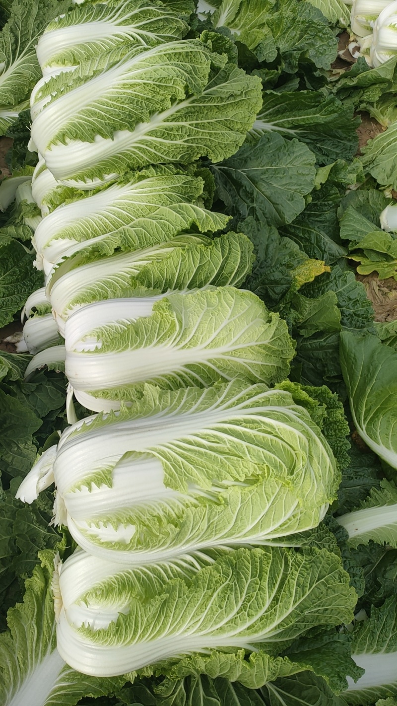 大白菜大量上市价格便宜