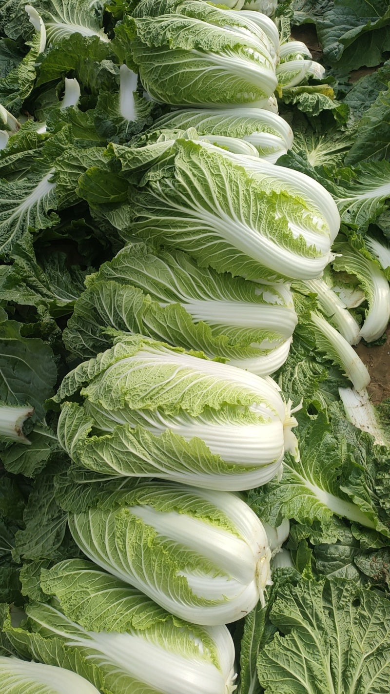 大白菜大量上市价格便宜