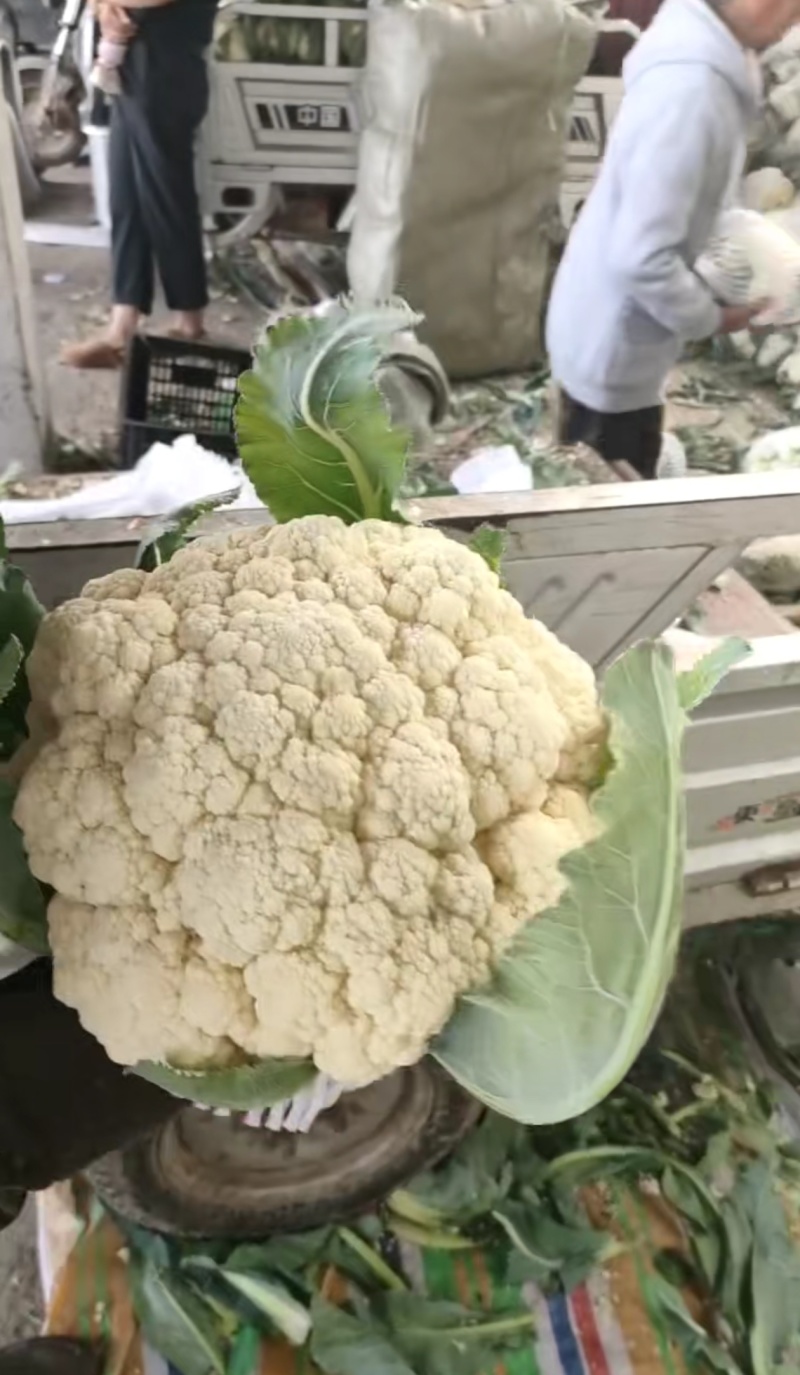 安徽花菜大量上市，对接各大市场，商超，一条龙服务。