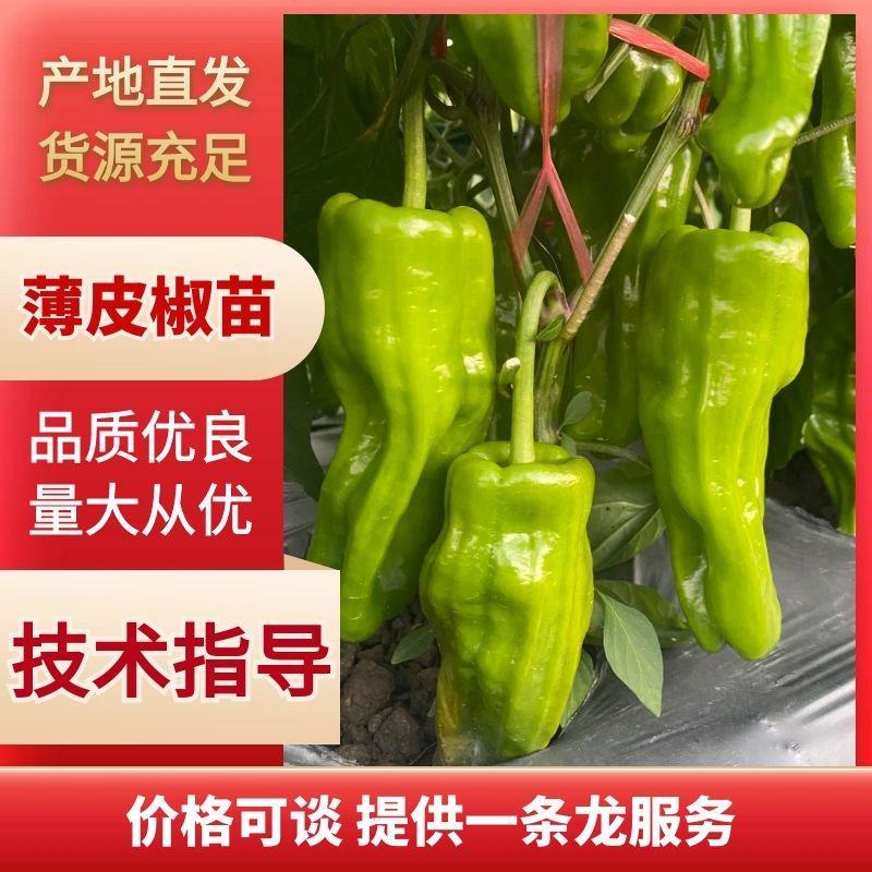 辣椒苗薄皮大辣椒苗螺丝陇椒苗蔬菜苗易成活基地直发
