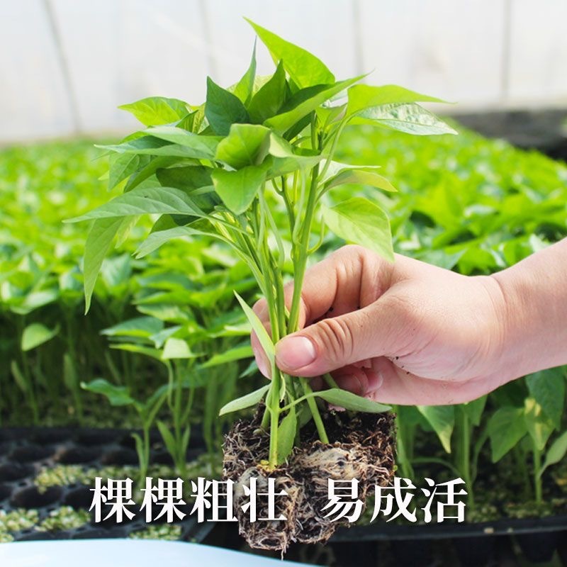 辣椒苗薄皮大辣椒苗螺丝陇椒苗蔬菜苗易成活基地直发