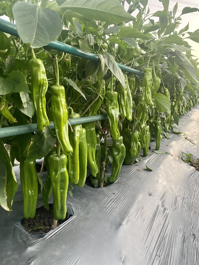 辣椒苗薄皮大辣椒苗螺丝陇椒苗蔬菜苗易成活基地直发