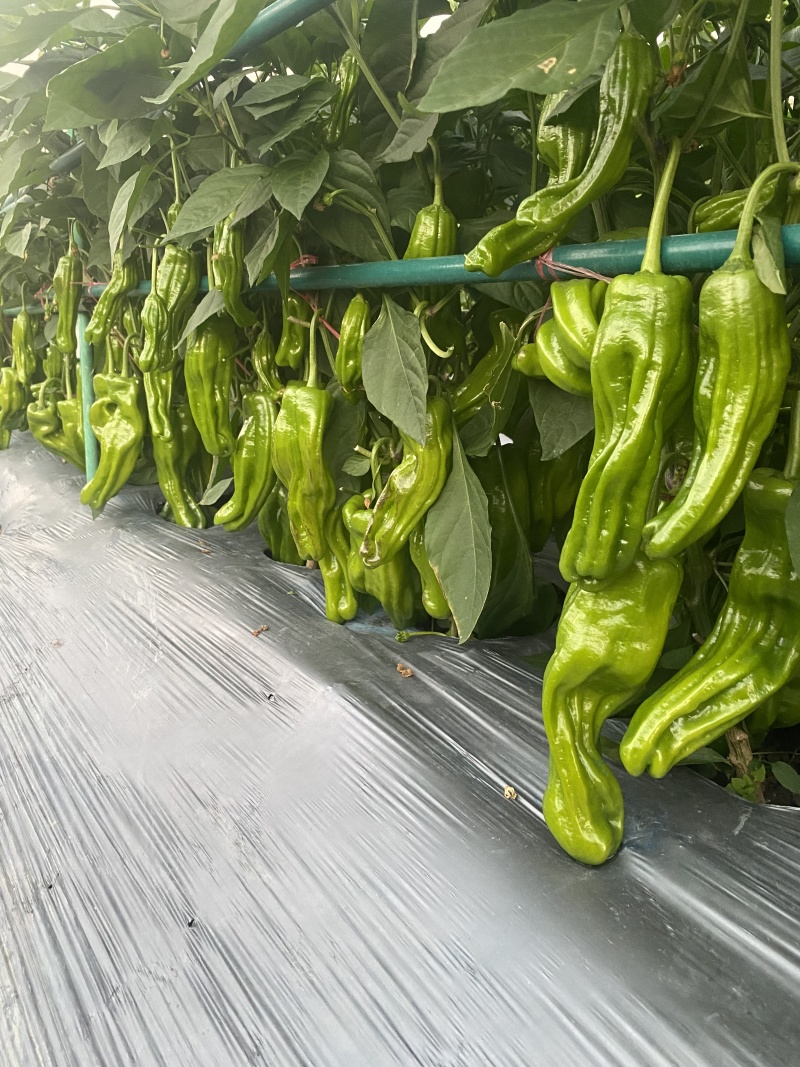 辣椒苗薄皮大辣椒苗螺丝陇椒苗蔬菜苗易成活基地直发