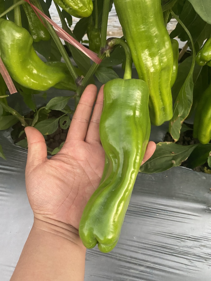 辣椒苗薄皮大辣椒苗螺丝陇椒苗蔬菜苗易成活基地直发