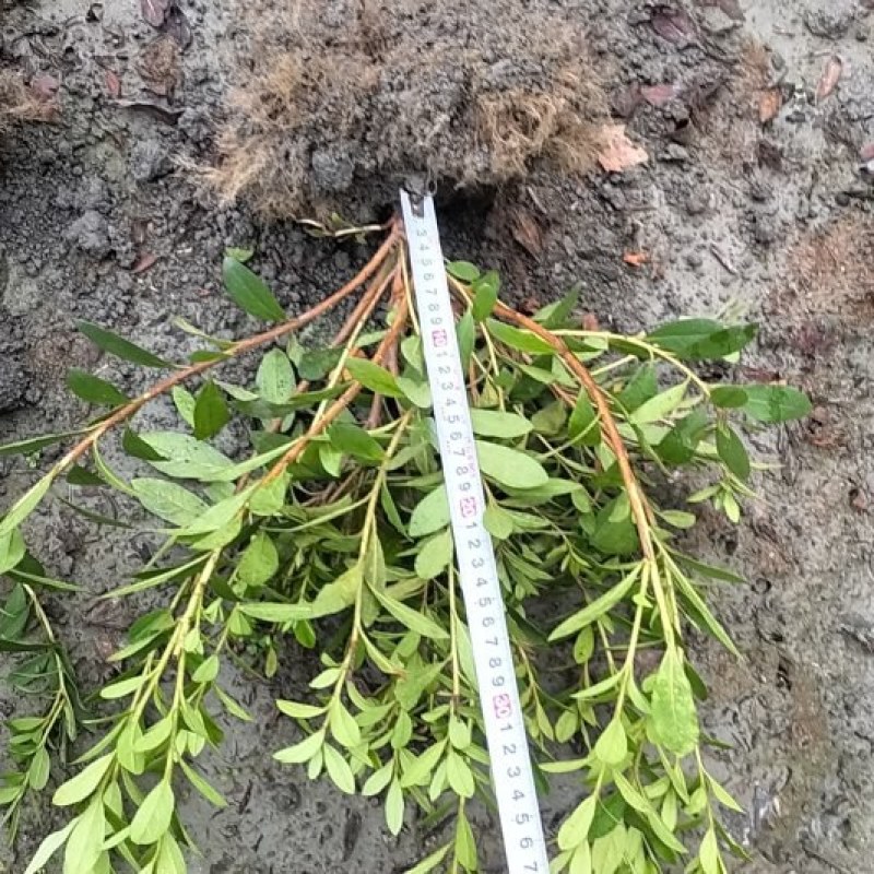 春鹃价格低，郫县春鹃种植户，成都春鹃价格，春鹃批发价格低
