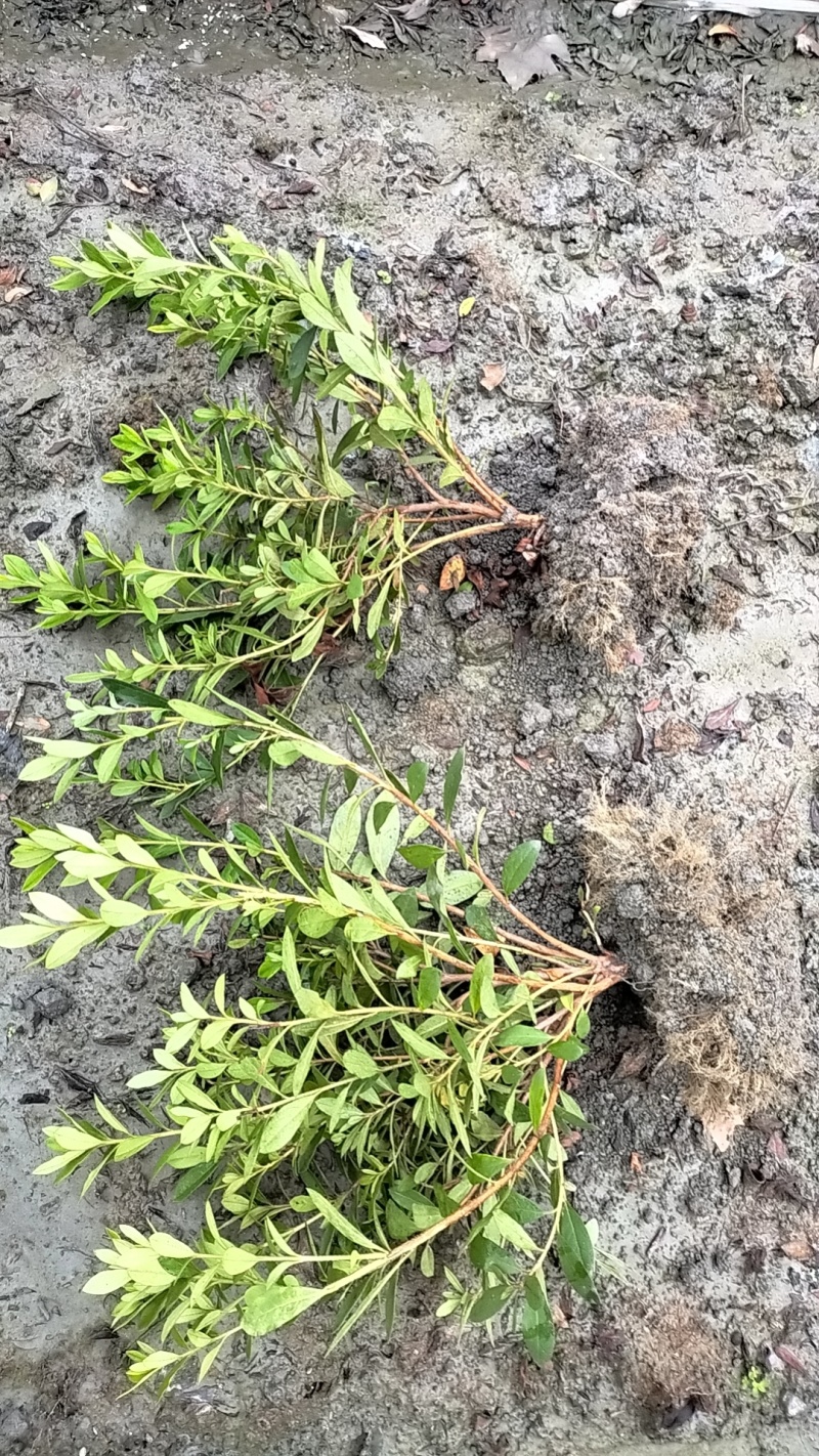 春鹃价格低，郫县春鹃种植户，成都春鹃价格，春鹃批发价格低