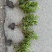春鹃价格低，郫县春鹃种植户，成都春鹃价格，春鹃批发价格低