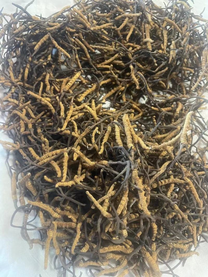 营养丰富的新鲜冬虫夏草，源头价格，中间没有任何环节，
