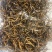营养丰富的新鲜冬虫夏草，源头价格，中间没有任何环节，