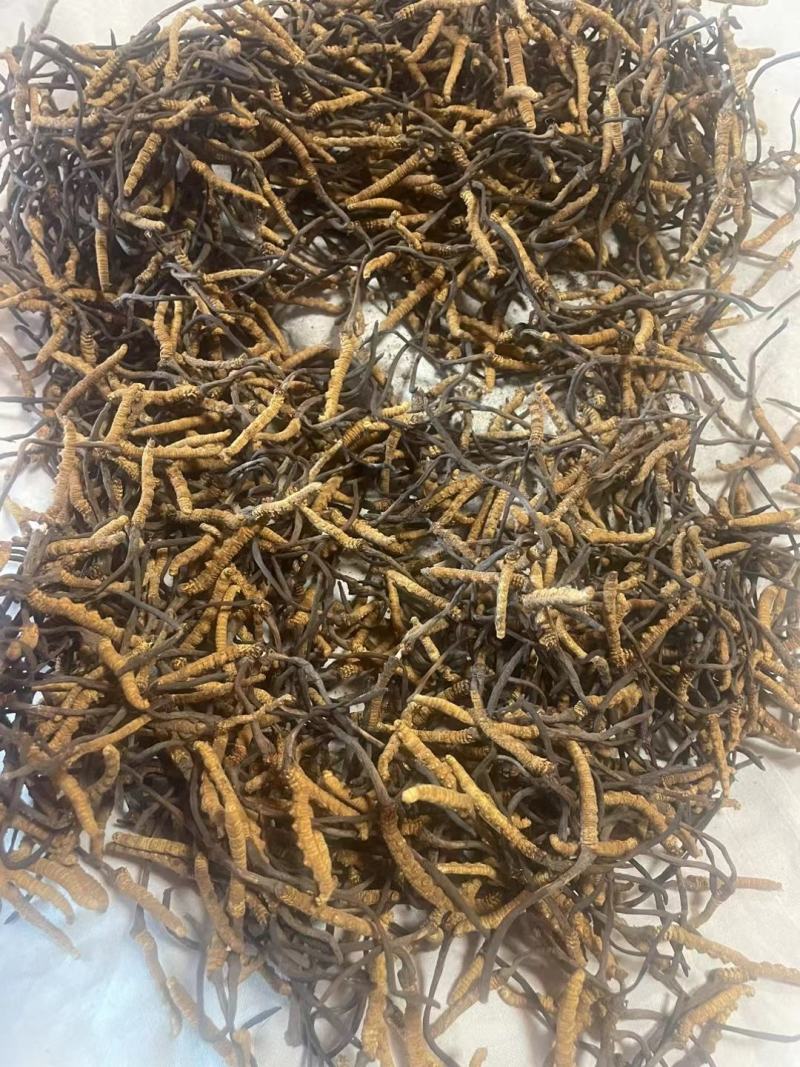 营养丰富的新鲜冬虫夏草，源头价格，中间没有任何环节，