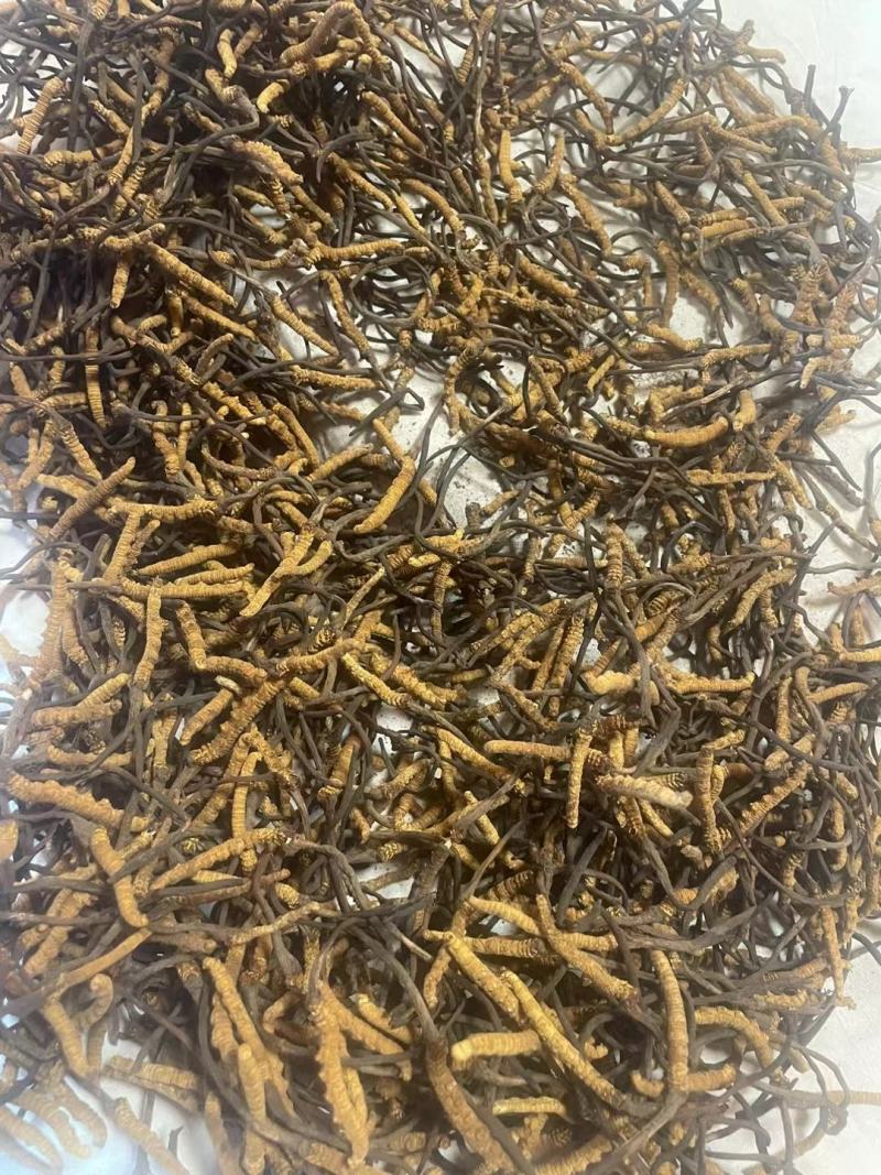 营养丰富的新鲜冬虫夏草，源头价格，中间没有任何环节，