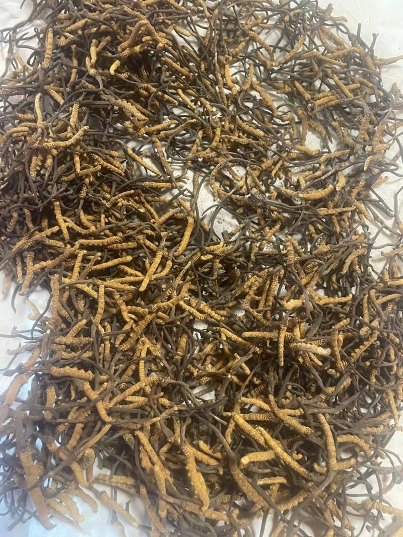 营养丰富的新鲜冬虫夏草，源头价格，中间没有任何环节，