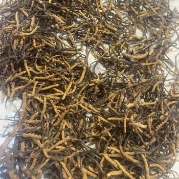 营养丰富的新鲜冬虫夏草，源头价格，中间没有任何环节，