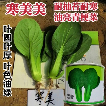 德赛寒美美青梗菜种子耐寒耐抽苔油亮型青菜种子抗寒秋冬蔬菜