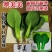 德赛寒美美青梗菜种子耐寒耐抽苔油亮型青菜种子抗寒秋冬蔬菜