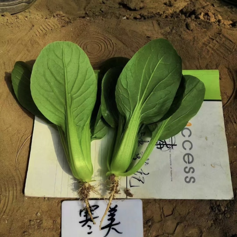 德赛寒美美青梗菜种子耐寒耐抽苔油亮型青菜种子抗寒秋冬蔬菜